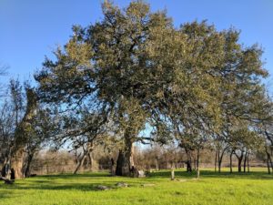 A big size tree along with so many leaves on a clear day