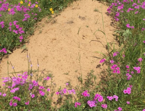 Green Burial Texas: Your Complete Guide to Eco-Friendly and Natural Cemeteries