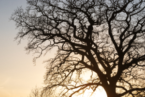 eco friendly burial options