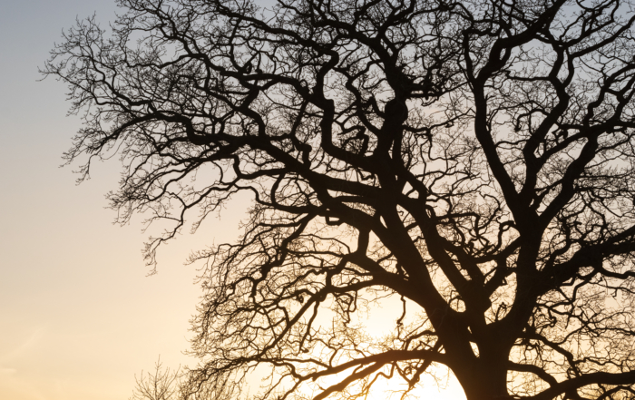 eco friendly burial options