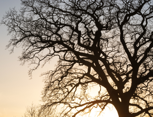 Eco-Friendly Burial Options: Top Practices for an Environmentally Conscious Farewell