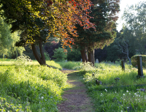 Green Burial Costs Explained