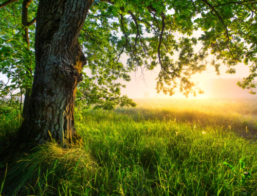 Become a Tree When You Die: Eco-Friendly Burial and Memorial Guide